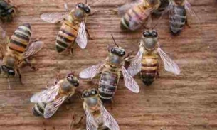 Trabalhadores da Arena Amazônia atacados por abelhas africanas