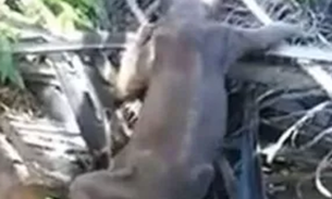  Criatura estranha é flagrada rastejando na Malásia e causa estranhamento na web