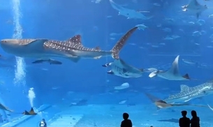 Conheça o espetáculo do aquário Okinawa Churaumi