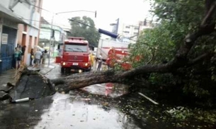 Árvore tomba na Joaquim Nabuco e complica trânsito