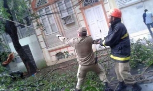 Árvore tomba e obstrui rua Lobo D’Almada