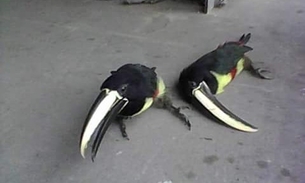 Fêmea de tucano é resgatada pela Cicom após companheiro morrer eletrocutado