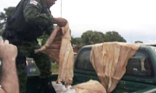 Madeira, pirarucu e quelônios são apreendidos em Manacapuru