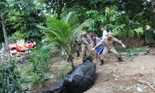 Filhote de búfalo cai em uma fossa na Vivenda Verde