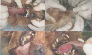 Laudo de legista diz que Rick, cachorro de Gabriela, foi estrangulado