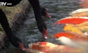 Vídeo flagra cisnes alimentando peixinhos boca-a-boca em parque