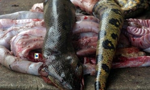 Carne de veado, cobra, jacu, tatu e macaco vendida na feira