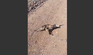 Inacreditável: Falcão é resgatado de serpente por caçador 