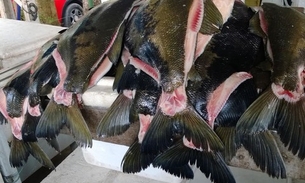 Feirão oferece tambaqui e pirarucu a preço de promoção. Confira