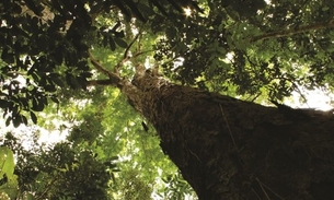 Relatório aponta Amazonas com menor taxa de desmatamento em janeiro