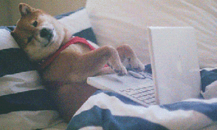 20 fotos divertidas de animais que resumem o seu feriado