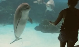  Vídeo: Garota dança e faz golfinho se divertir em aquário