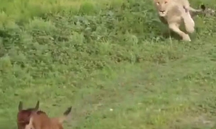 Rei Leão: A amizade entre animais selvagens na vida real
