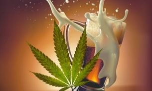  Cachaça de maconha é febre no sertão