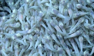  NASA revela que camarão-vagalume pode servir de dica para vida alienígena