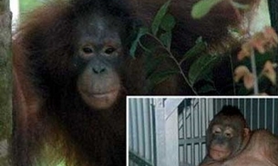 Orangotangos são usados em prostituição na Ásia