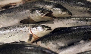 Estudo sugere que comer peixe é receita de longevidade