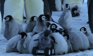 Filhote de pinguim robô registra momentos inéditos da espécie Imperador