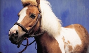 Leilão de pônei e terreno de boite vão pagar dívida