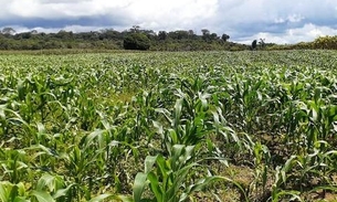 Cresce produção de milho no Amazonas