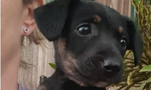 Em caso raro, filhotes de cachorro nascem sem as patas e intriga moradores