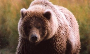 Urso é condenado à pena de morte por atacar humanos 