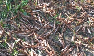 Inseticidas reduzem nuvem de gafanhotos que se aproxima do Brasil 