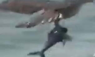 Vídeo impressionante mostra águia capturando filhote de tubarão do mar 