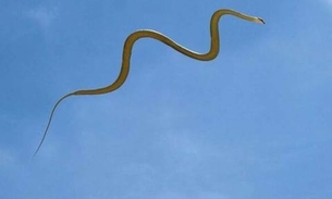 Cobras que voam chocam cientistas; veja vídeo