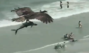 Vídeo impressionante flagra águia carregando tubarão 