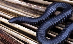 Espécie brasileira de cobra-cega tem glândulas de veneno similares às de serpentes