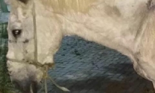 Cavalo é flagrado usando tornozeleira eletrônica; Veja foto 