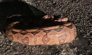 Cobra de 3 metros é encontrada em terreno após engolir cachorro 