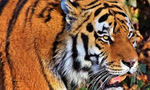 Tigre mata cuidadora de 55 anos na frente de visitantes em zoológico de Zurique