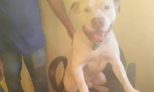 Pitbull tem patas decepadas após ser torturado e amordaçado com arame farpado