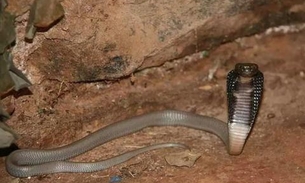 Naja que picou estudante de veterinária está desaparecida 