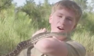 Família Irwin: Robert é atacado por cobra píton; veja vídeo