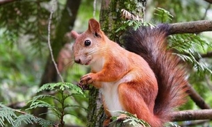 Esquilo contaminado com peste negra é encontrado nos Estados Unidos
