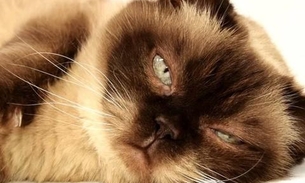 Gatos podem ter gripe? 