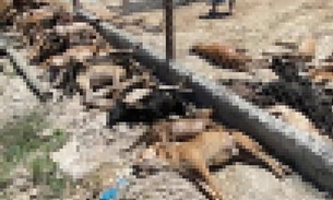Casal é denunciado por matar mais de 60 cães sufocados