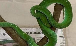 Após caso de Naja, criador procura Ibama para entregar serpentes raras e peçonhentas