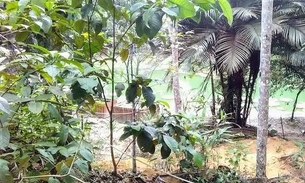 Cientistas utilizam plantas amazônicas em pesquisa para enfrentar covid-19