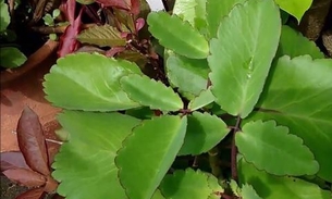 Minicursos On-Line dá dicas para preparar bebidas refrescantes com plantas