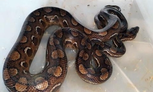 Ibama resgata 32 serpentes e aplica mais de R$ 300 mil em multas