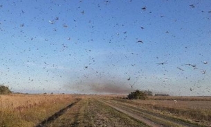Nuvem de gafanhotos deve chegar ao Brasil na próxima quarta-feira
