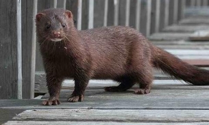 Quase 100 mil animais serão sacrificados por causa do coronavírus na Espanha