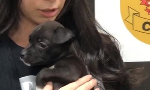 Jovem é detido após dar lança-perfume para cachorro