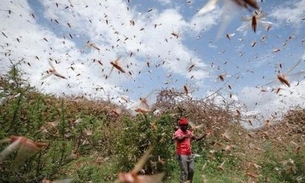 Mais de 400 milhões de gafanhotos podem chegar ao Brasil na quarta-feira