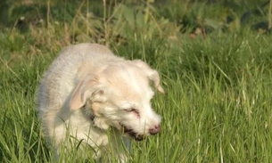 Saiba porque os cachorros comem grama