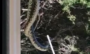 Vídeo arrepiante mostra cobra Píton na ‘porrada’ com rival 